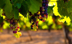Photo of French wine output falls with sharp contrasts between vineyards