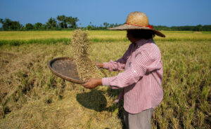 Photo of NFA hikes buying price for palay