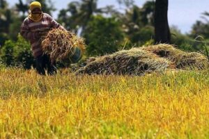 Photo of Palay farmgate price seen falling further in major rice growing center Nueva Ecija