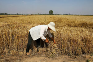 Photo of With domestic crop damaged by rain, China searches far and wide for wheat