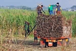 Photo of As farmgate prices drop, sugar farmers deal with dwindling earnings for their cane harvest