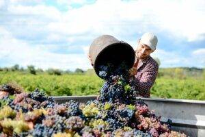 Photo of English winemakers set to record record crop after ‘exceptional’ conditions
