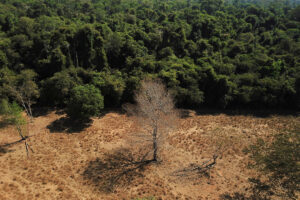 Photo of Forests key to climate fight along with cutting fossil fuels, study suggests