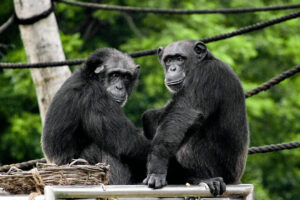 Photo of Scientists observe chimpanzees using human-like warfare tactic