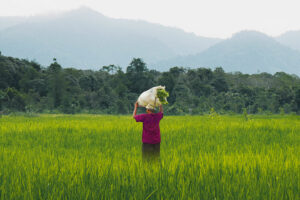 Photo of Malaysia’s price controls exacerbate rice shortages
