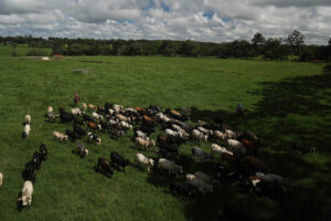 Photo of Brazilian state launches mandatory tracking of cattle to stop deforestation around Amazon
