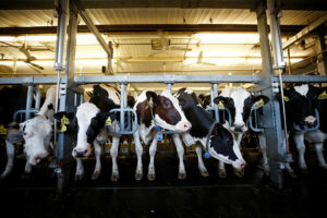 Photo of Breeding program, tech upgrades urged for dairy industry