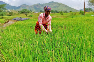 Photo of Farmers seek details of Indian rice import plan