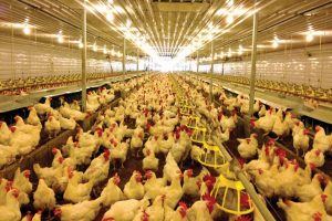 Photo of Poultry from Iowa banned after bird flu finding