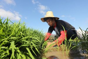 Photo of Weak production remains at heart of rice market volatility