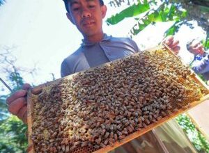 Photo of Beekeepers to be tapped for export markets