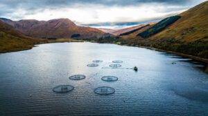 Photo of Scottish salmon is named UK’s top food export for 2023