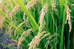 Photo of Rice variety resistant to heat, drought to be launched in 2026, IRRI says