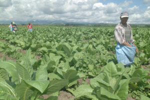 Photo of Tobacco growers: Illegal vapes threatening farmer livelihoods