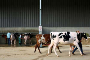 Photo of Dairy imports expected to grow next year