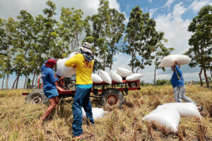 Photo of Wet season palay procurement budget set at P9 billion — NFA