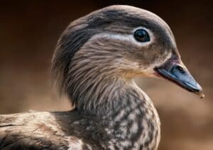 Photo of A Deep Dive Into Their Role and Adaptation Uses of Bird Beaks