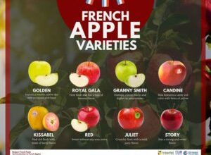 Photo of Bonjour French Food: An introduction of French apples and celebration of culinary innovation