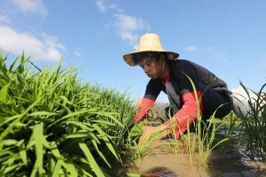 Photo of Farm output in third quarter likely fell on impact of storms