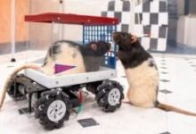 Photo of Rats learn to drive miniature cars and show enjoyment, study finds