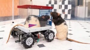 Photo of Rats learn to drive miniature cars and show enjoyment, study finds