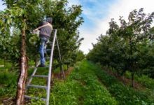 Photo of UK extends seasonal farm worker scheme for five years as inheritance tax row rumbles on