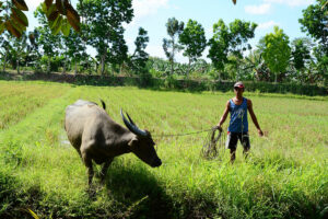 Photo of Working group formed to draft rules on ruminant diseases