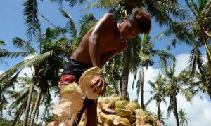 Photo of PHL working to address US fears about coconut oil health impact