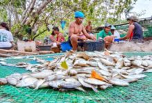 Photo of Sustainable fisheries, aquaculture to support coastal livelihoods — ADB