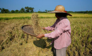 Photo of Palay farmgate prices fall 17% in Jan.