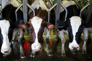 Photo of Dairy regulator to open 5 stock farms by April