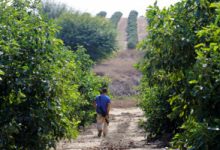 Photo of Israeli firms working on at least two PHL agricultural projects