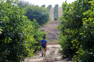 Photo of Israeli firms working on at least two PHL agricultural projects