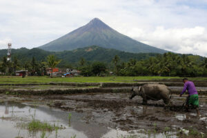 Photo of The rice farmers and their rice farms