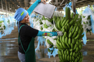 Photo of PHL seeks easier Japan access for banana exports