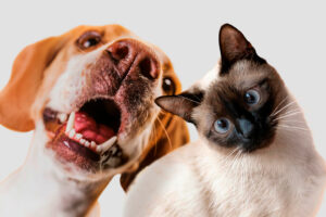 Photo of Pet lifestyle app launches dating, telemedicine services