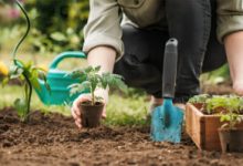 Photo of Here’s how your garden grows with Wilcon