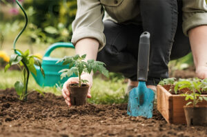 Photo of Here’s how your garden grows with Wilcon