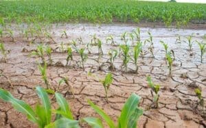 Photo of Drought conditions already hitting UK crop production, farmers say