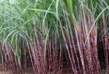 Photo of Drought tolerance being developed in sugarcane