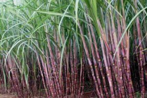 Photo of Drought tolerance being developed in sugarcane