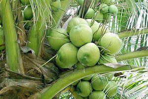 Photo of Coconut demand seen surging from US, EU