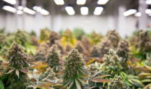 Photo of Experience the delectable marijuana power of the hybrid Cookies and Cream drganja strain